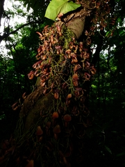 Aristolochia maxima