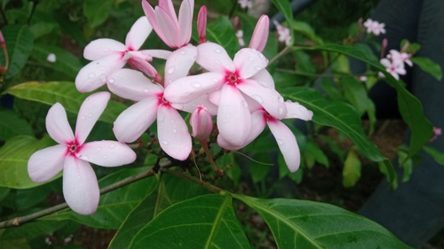 pink kopsia