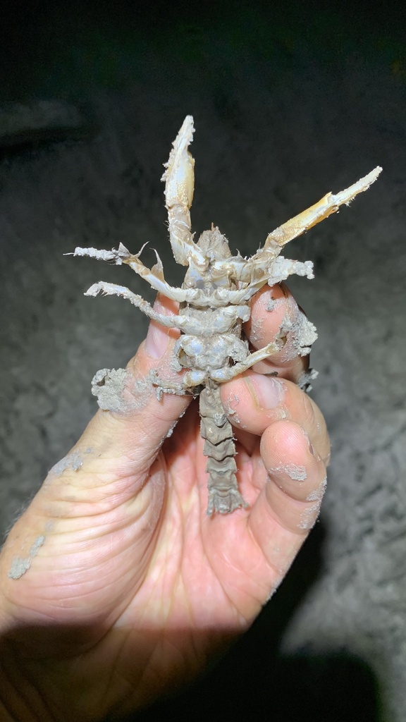 Thalassina squamifera