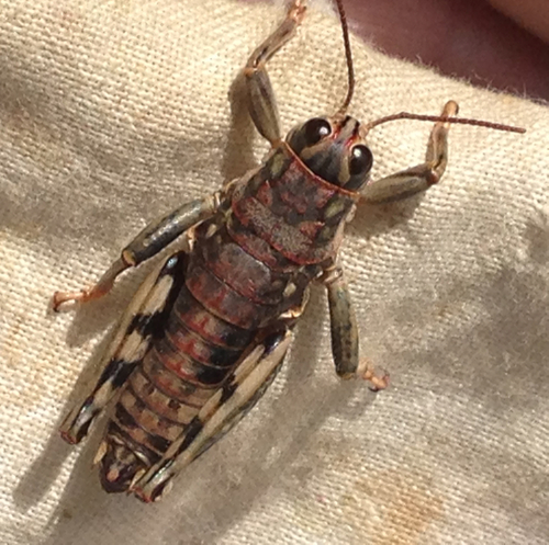 Slow Mountain Grasshopper