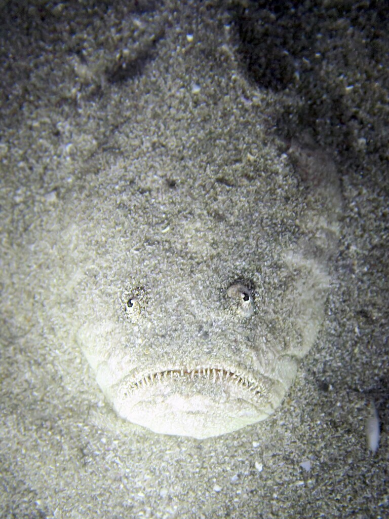 Uranoscopus cadenati