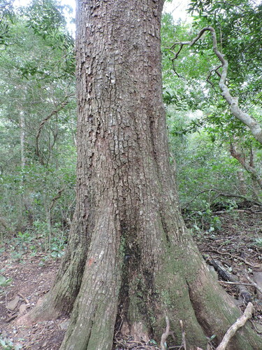 chicle (Manilkara chicle)