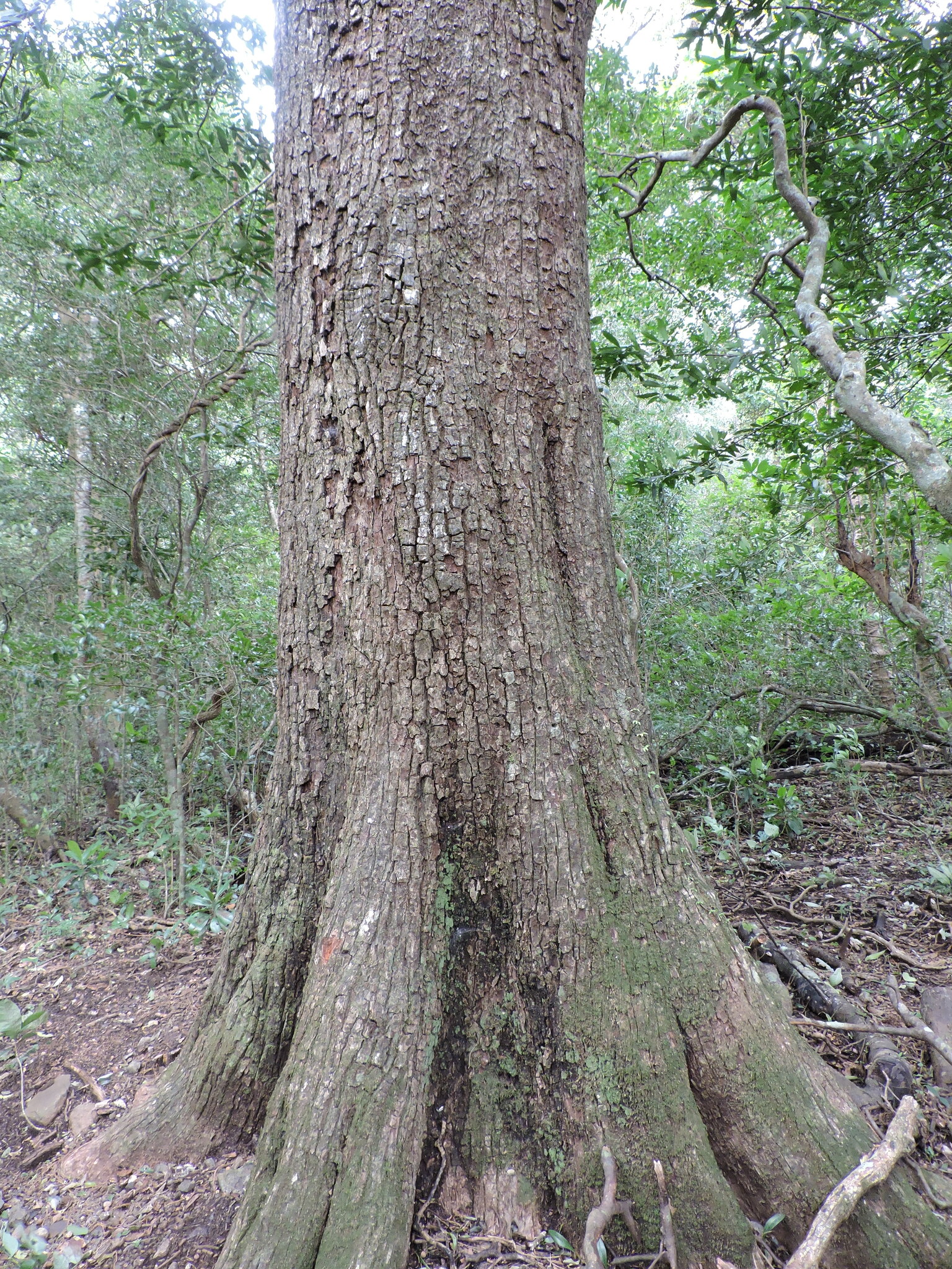Chicle (Manilkara chicle)