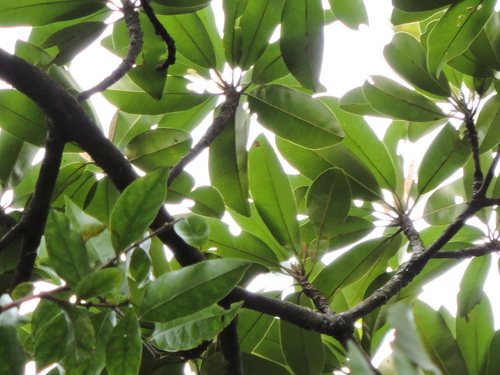 Image of Manilkara chicle by (c) Fabrício Mil Homens Riella, some rights reserved (CC BY)