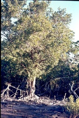 Xylocarpus granatum