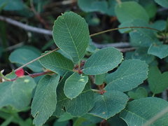 Trifolium breweri