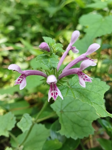 Image of Stachys tubulosa by (c) Ferncliffe forest wilding, some rights reserved (CC BY)