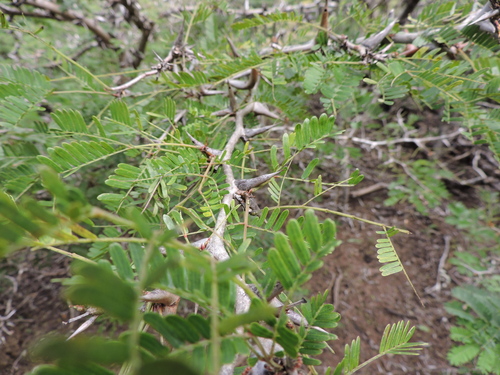 Image of Vachellia collinsii by (c) Fabrício Mil Homens Riella, some rights reserved (CC BY)
