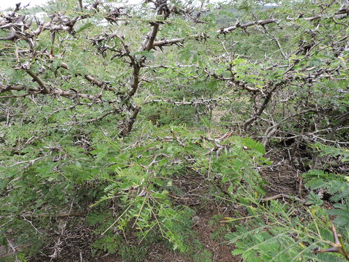 Image of Vachellia collinsii by (c) Fabrício Mil Homens Riella, some rights reserved (CC BY)
