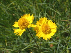 Helenium bigelovii