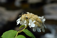 Hydrangea radiata