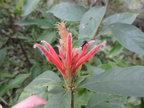 Image of Aphelandra scabra by (c) Fabrício Mil Homens Riella, some rights reserved (CC BY)