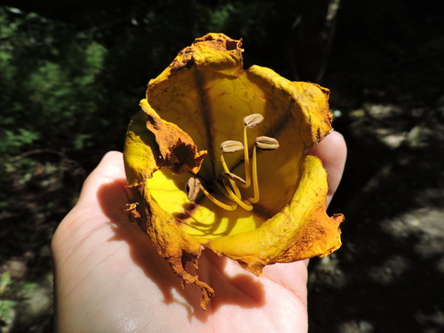 Image of Solandra maxima by (c) Fabrício Mil Homens Riella, some rights reserved (CC BY)