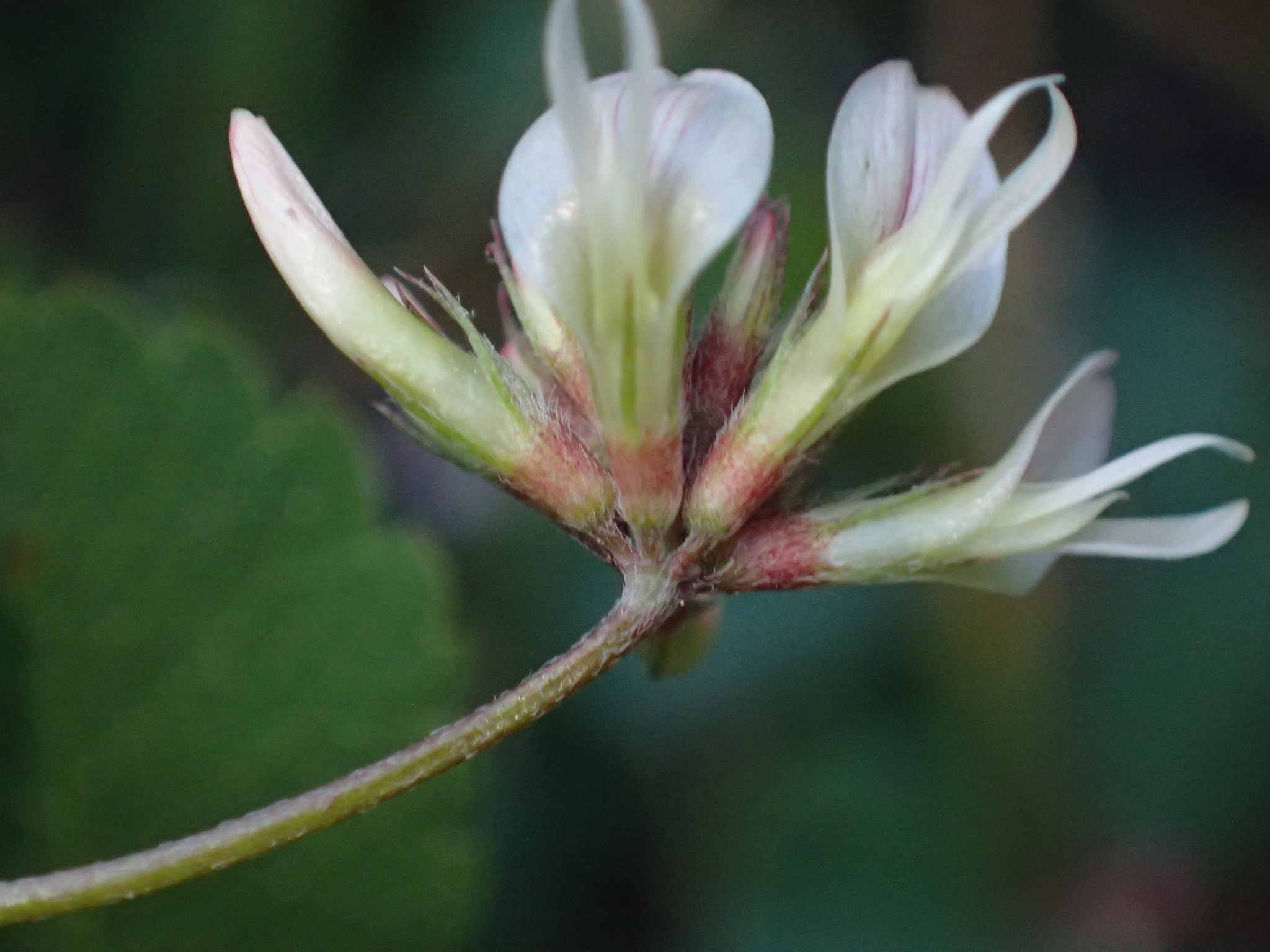 Trifolium breweri
