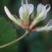 Brewer's Clover - Photo (c) Alex Bairstow, some rights reserved (CC BY-NC), uploaded by Alex Bairstow