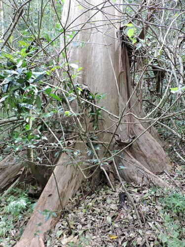 Terminalia oblonga - Whole tree