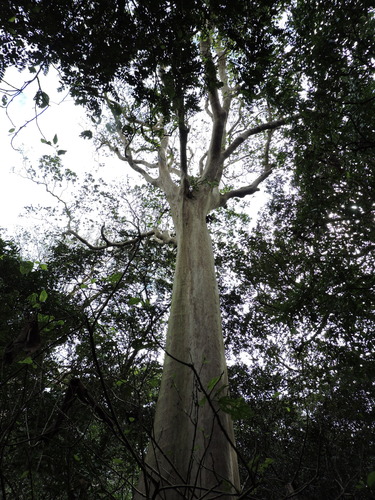 Image of Terminalia oblonga by (c) Fabrício Mil Homens Riella, some rights reserved (CC BY)