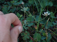 Trifolium breweri