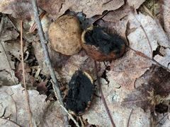 Elaphomyces verruculosus