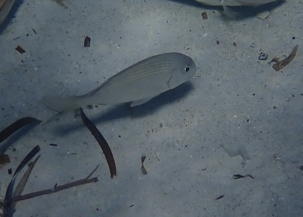 Gold-line sea bream (Rhabdosargus sarba) — Sparidae