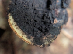 Elaphomyces verruculosus