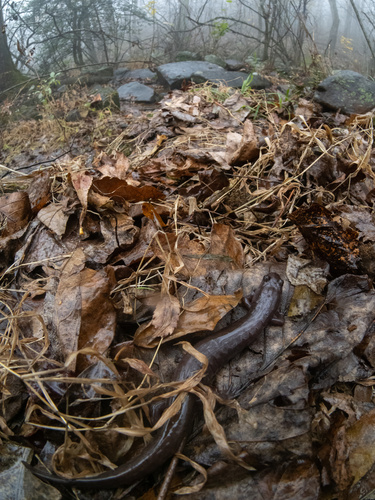 Ouachita Dusky Salamander, Desmognathus brimleyorum