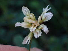 Trifolium breweri