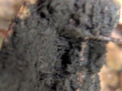 Elaphomyces verruculosus