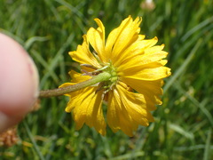 Helenium bigelovii