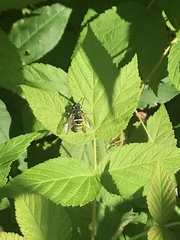 Temnostoma excentrica