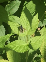 Temnostoma excentrica