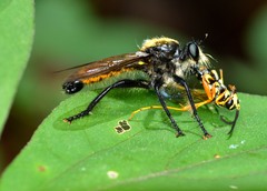 Laphria sericea