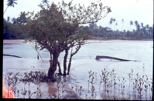 Avicennia marina image