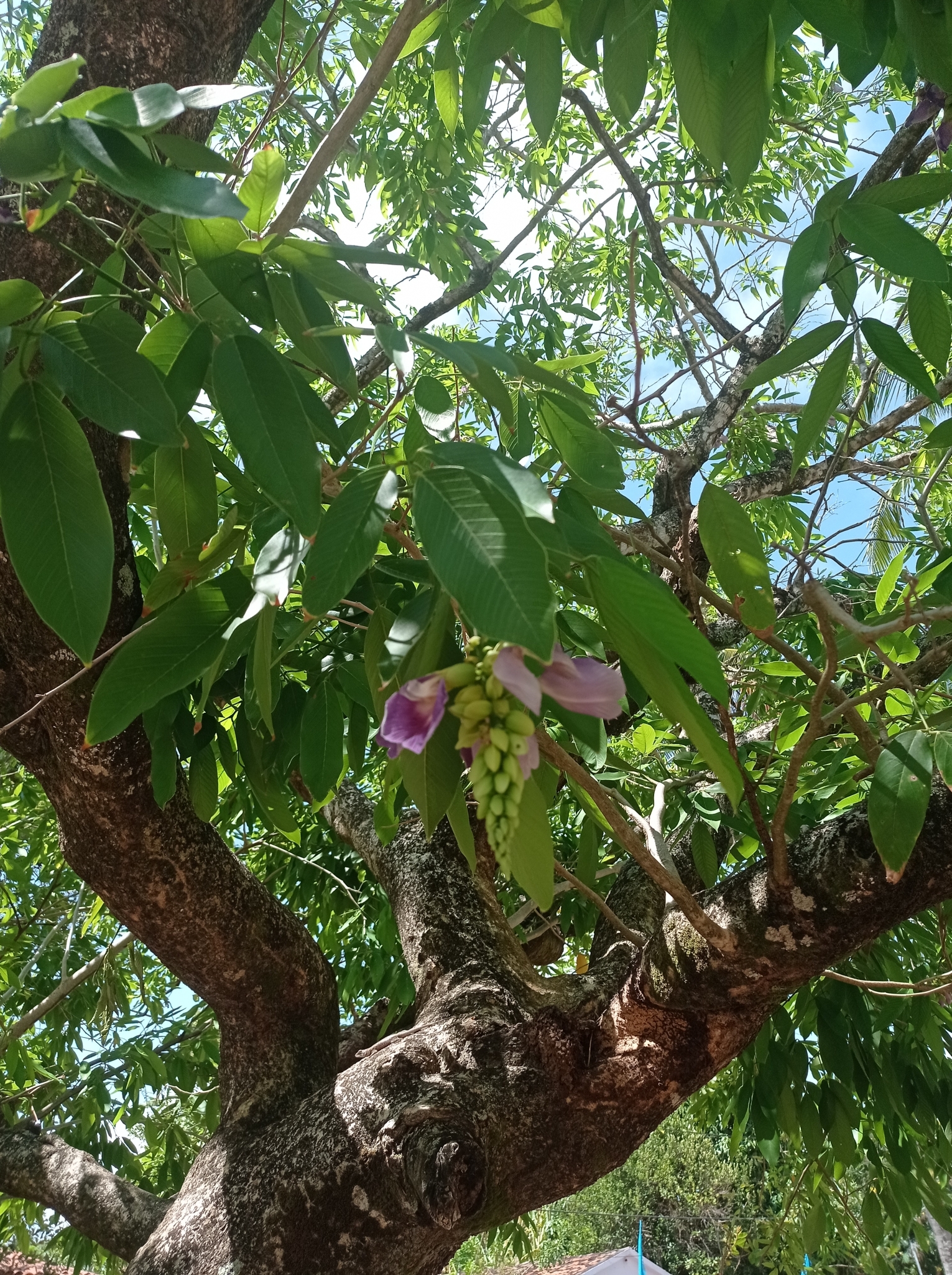 Clitoria fairchildiana