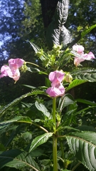 Impatiens glandulifera