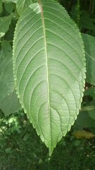 Impatiens glandulifera