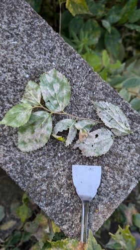 Pleochaeta shiraiana