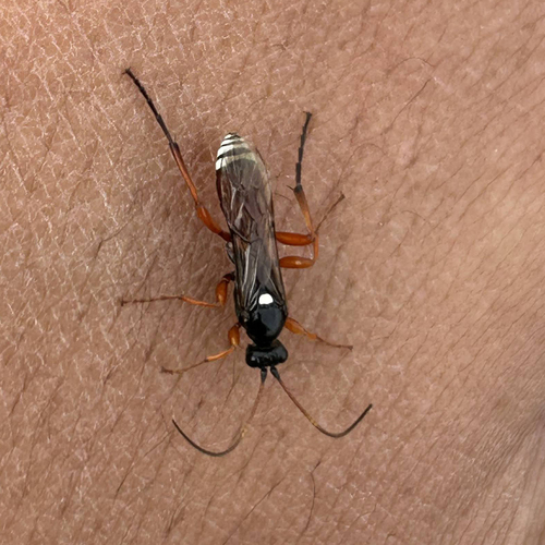 Eutanyacra glaucatoria
