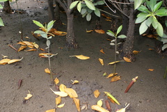 Bruguiera gymnorhiza