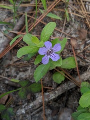 Dyschoriste oblongifolia