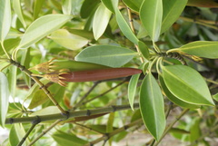 Bruguiera gymnorhiza