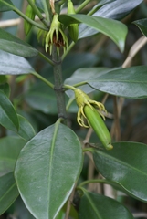 Bruguiera gymnorhiza