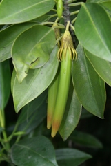 Bruguiera gymnorhiza