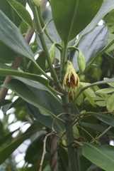 Bruguiera gymnorhiza