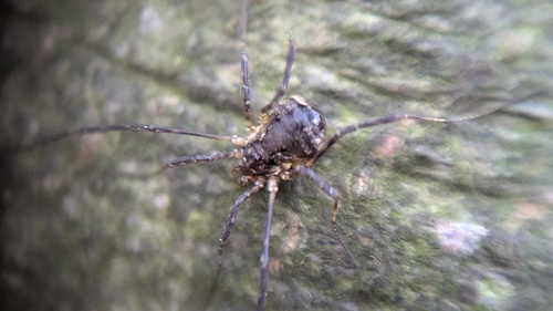 Oligolophus hansenii, Noordwijkerhout, Nederland, photo 9 of 10