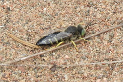 Bembix americana spinolae