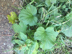 Geum macrophyllum macrophyllum