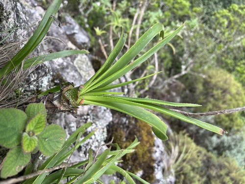 Image of Aloe nubigena by (c) katuchka, some rights reserved (CC BY)