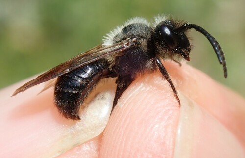 Black Mining Bee