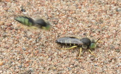 Bembix americana spinolae